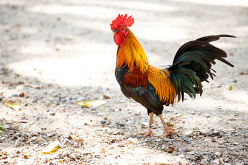 Asian chickens are walking for food.