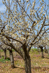 Fototapeta premium Spring season, apricot tree blossom, natural concept photo.