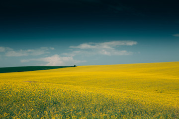 Rape Field