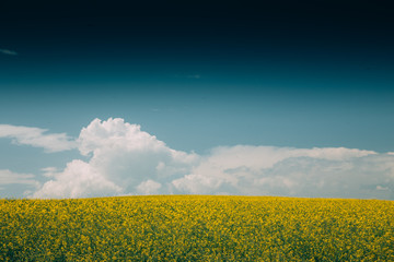 Obraz premium Rape Field
