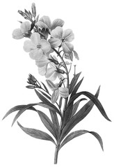 Botanical Illustrations in Halftone Pattern