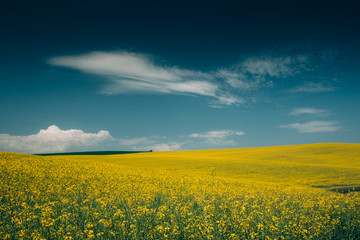 Obraz premium Rape Field