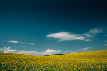 Obraz premium Rape Field