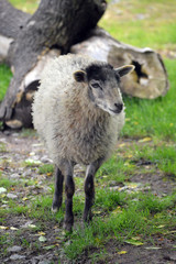 Obraz premium Skudde