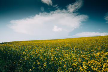 Obraz premium Rape Field