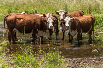 Naklejka na ściany i meble Four cows cooling themselves in a brook on a summers day in New England
