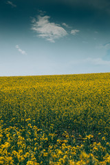 Obraz premium Rape Field