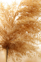 Dry  panicle reed background