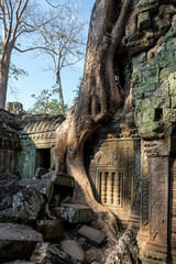 The ancient temple of Ta Prohm , Angkor , Cambodia