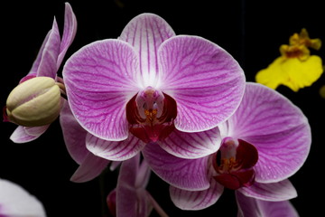 Obraz premium orchid on black background