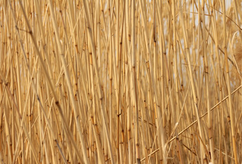 Dry  stalks cane background