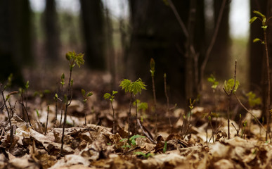 tree in forest, fresh green,little  maple tree