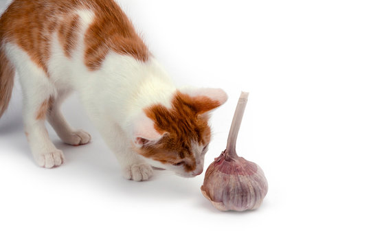 Home red and white kitten sniffs garlic, prevents photographing