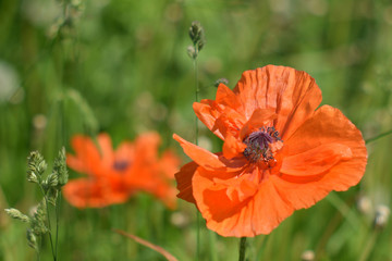 Poppy in the clouds