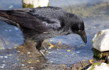 Krähe am See