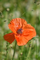 Poppy in the clouds