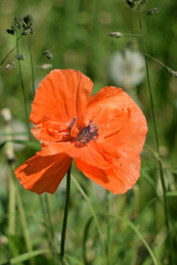 Poppy in the clouds