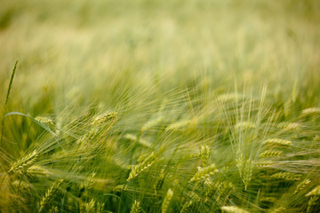 cereals in the field