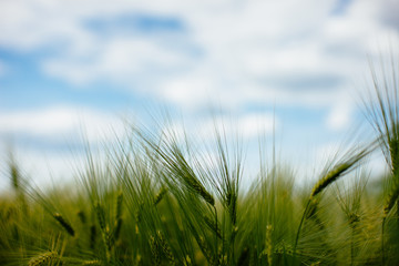 Fototapeta premium cereals in the field