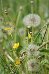 Dandelion clouds