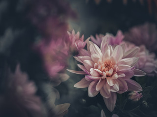 Pretty flower growing in garden