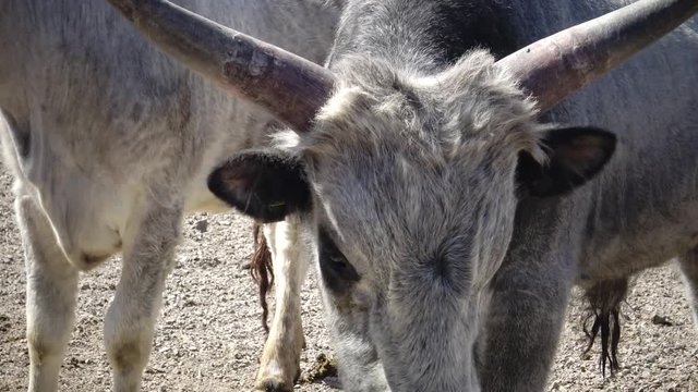 (Bos taurus macroceros) Bos Dante and Bos triceros, which represented several East and West-African cattle