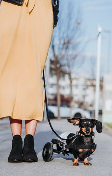 Crop woman walking with paralyzed handicapped Dachshund dog with wheelchair on street