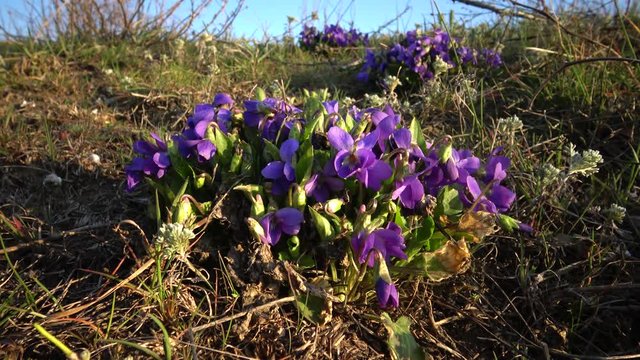 Wood violet, sweet violet (Viola odorata), wild plant during flowering in spring on the slopes of the estuary in Ukraine