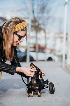 Happy woman in sunglasses stroking paralyzed handicapped Dachshund dog with wheelchair on street