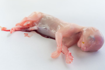 cat foetus isolated on white surface