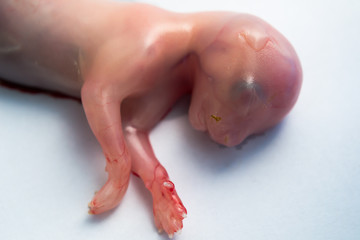 the head and the front part of the body, cat's fetus close-up