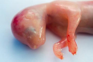 Fototapeta premium the head and the front part of the body, cat's fetus close-up