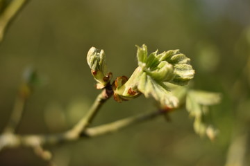 Austreibende Rosskastanie