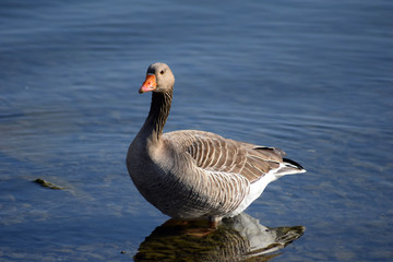 Graugans im See