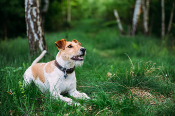 Fox terrier outdoors