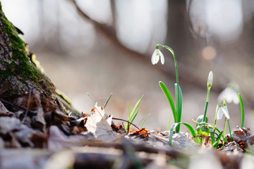 Snowdrop or common snowdrop 