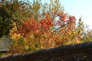 autumn, fall, ukraine, pirogovo, leaves, tree, leaf, maple, red, nature, orange, season, foliage, yellow, branch, colorful, park, plant, color, bright, beautiful, october, beauty, 