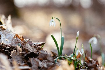 Snowdrop or common snowdrop 
