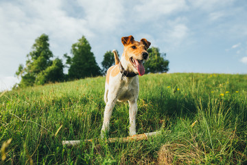 Fox terrier outdoors