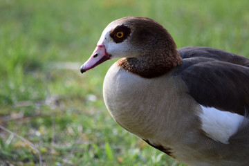 Nilgans