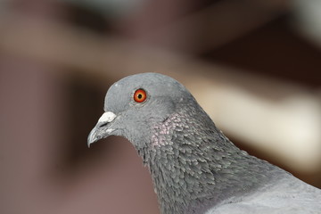 Pigeon head close up on blurred background