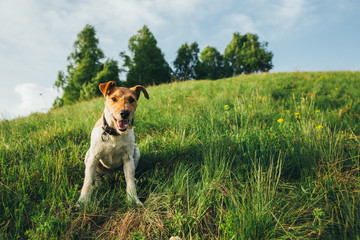 Fox terrier outdoors