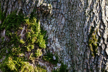 Forest tree texture