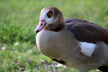 Nilgans