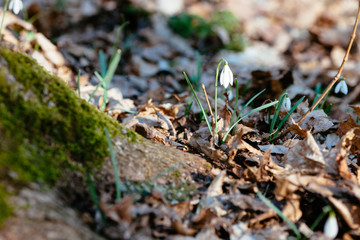 Snowdrop or common snowdrop 
