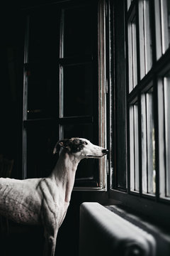 Adorable Spanish greyhounds looking through window while sitting behind window at home