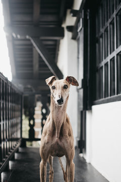 Cute Spanish greyhound relaxing on comfortable cozy home