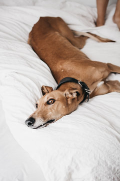 Cute Spanish greyhound relaxing on comfortable bed at cozy home near human