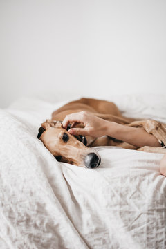 Cute Spanish greyhound relaxing on comfortable bed at cozy home near human