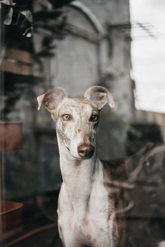 Adorable Spanish greyhounds staring at camera while sitting behind window at home
